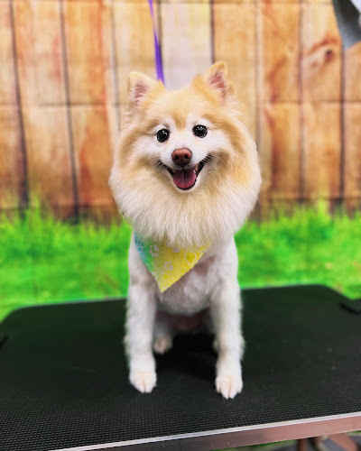 $10 Easy “Do it Yourself” Dog Wash @ Precision Grooming Spa