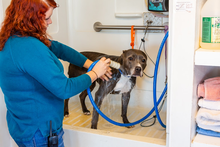 10,000 Wags Pet Resort