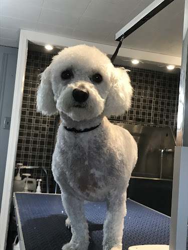 4 Dogs Grooming Salon