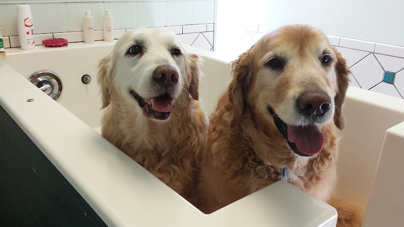 4 Paws Spa and Training Center