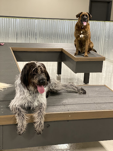41K9 Dog Daycare & Boarding