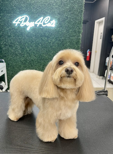 4Dogs 4Cats Grooming Studio & Spa