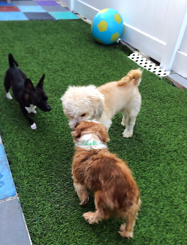 5 Paws Hotel & Salon