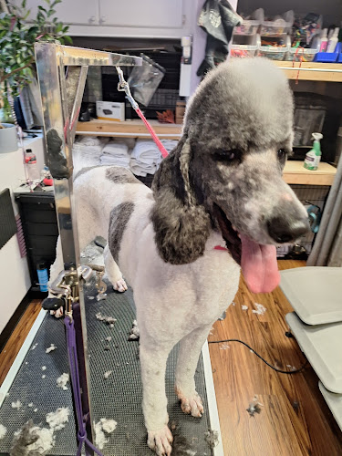 99 Problems But Groom'n Ain't 1