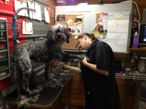 A-1 Pet Boarding & Grooming