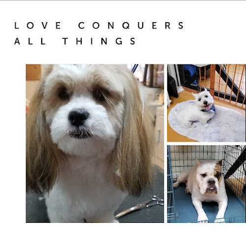 A Comfy Pet Grooming Salon