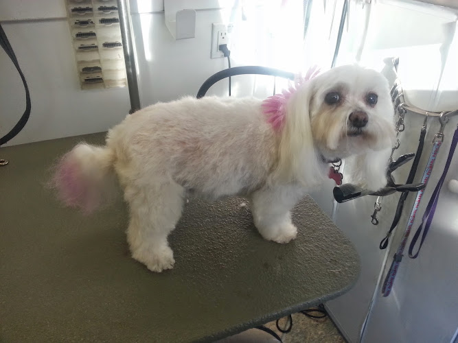 A Cruzin' Clip Mobile Pet Spa