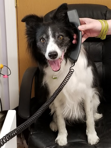 A Diamond in the Ruff Pet Styling