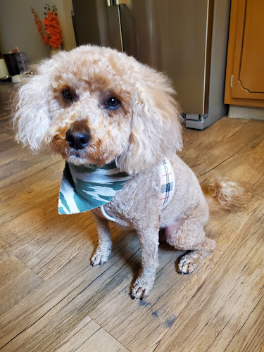 A Dog Gone Pet Salon