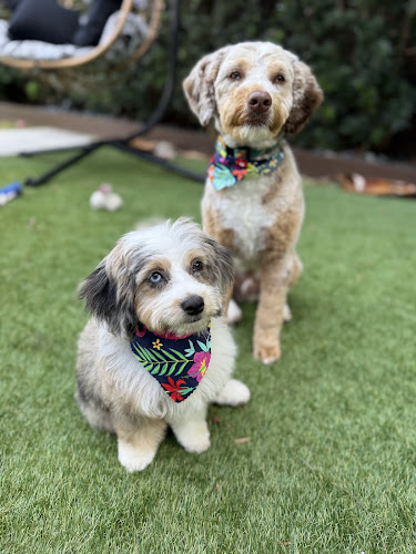 A Dog's Tales Dog Grooming