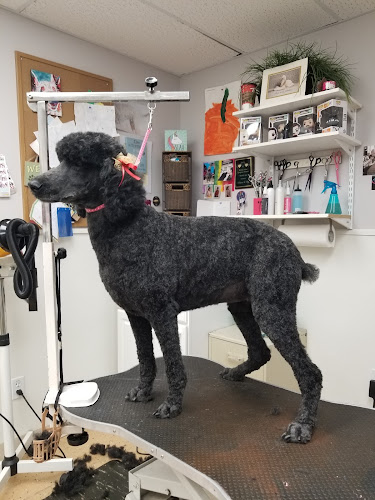 A Doggie Do and Daycare Too LLC-Toledo