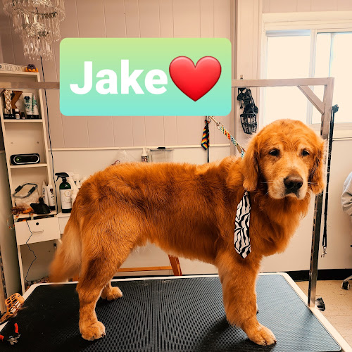 A Doggie DO & Daycare too