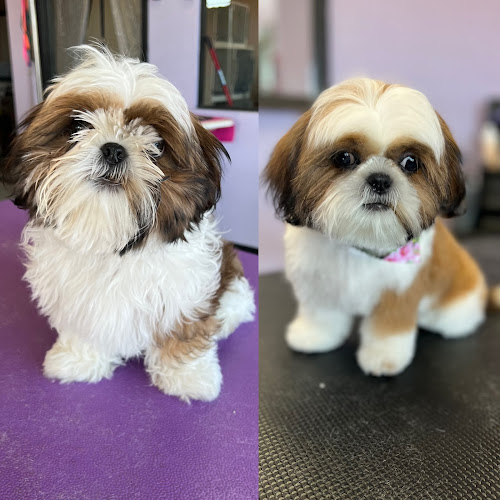 A Furry Affair Pet Salon