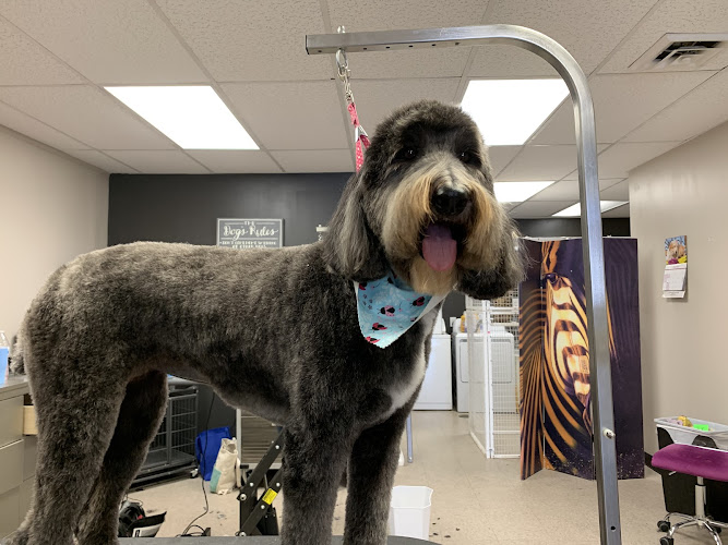 A Glawmorous Pet Pawlor