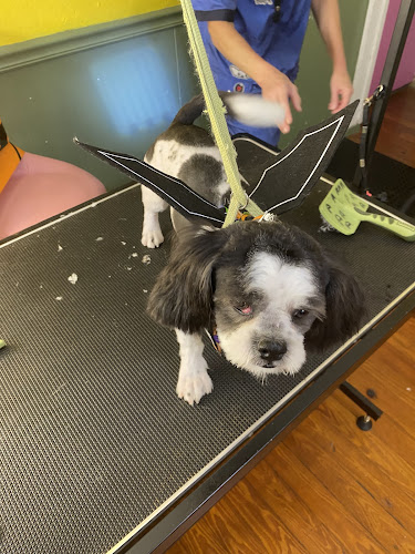 A HAIRY SITUATION PET GROOMING