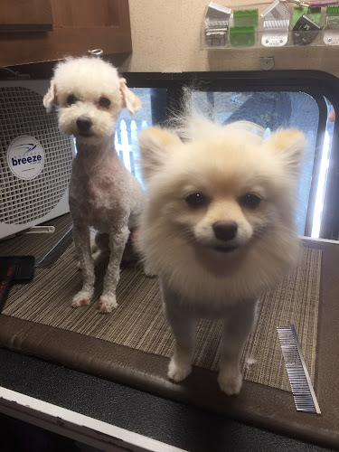 A+ Luxury Dog & Cat Grooming