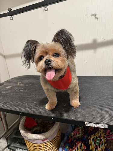 A Million Little Paws