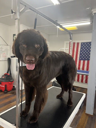 A.N.G The Dog Pawlor