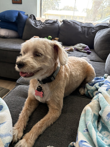 A Pampered Pooch & Day Spa