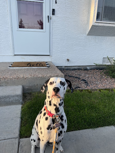 A Paw Above Canine Boarding Service