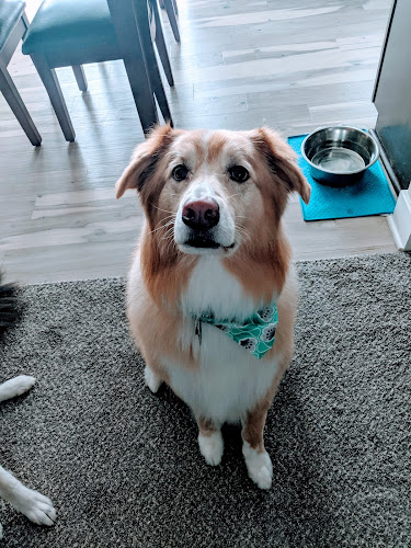 A Plus Pet Grooming Inc