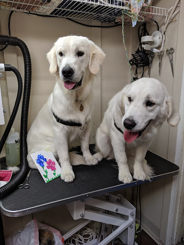 A Touch of Magic Grooming