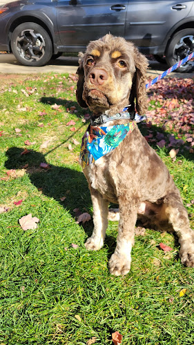 ABC Grooming by Julie Baire