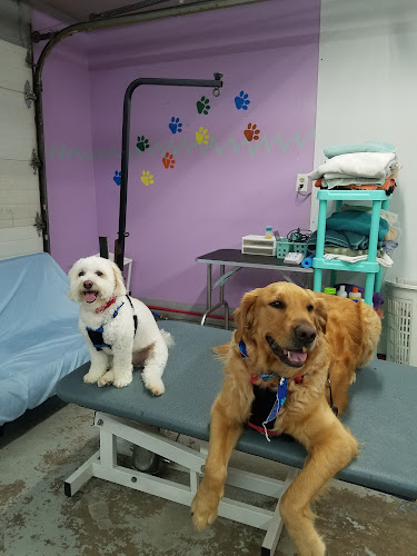 Above & Beyond Pet Spa