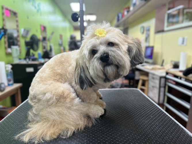 Abracadabra Pet Grooming & Day Care
