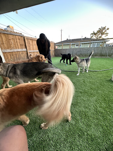 Action Day Dog Daycare & Boarding