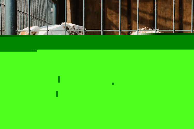 Adamson Acres Pet Spa & Boarding