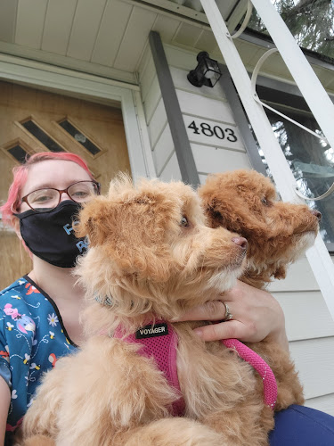 Adelaide's Aristopups Dog Grooming