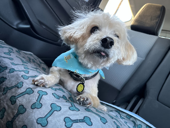 Adorable Grooms- by appointment only