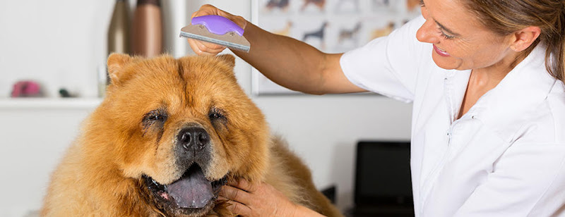 Affectionate Pet Grooming