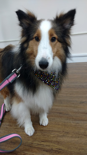 Aimee's Grooming Boutique & Holistic Pet Spa