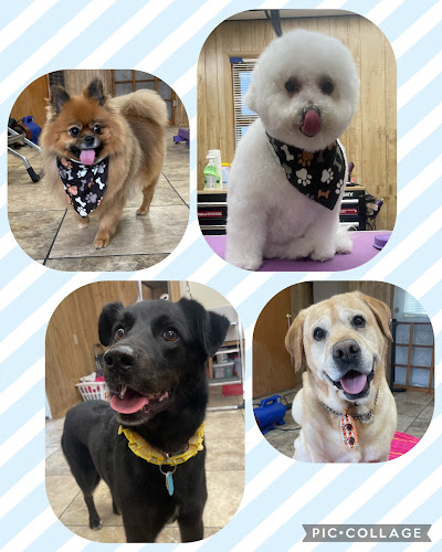 Alexandra's Bubble Palace LLC