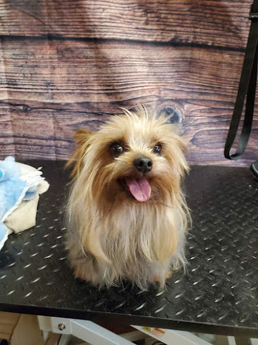 ALL 4 pet Ruidoso nm 88345