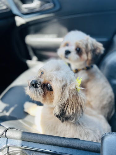 All About Pets Grooming & Daycare