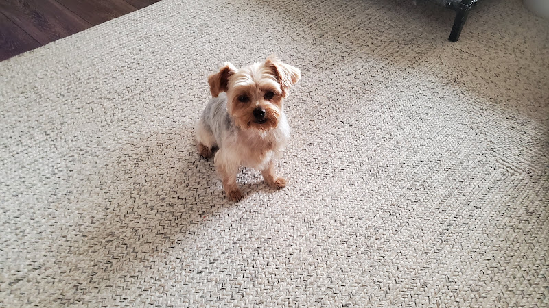 All Animal Grooming & Pet Supply