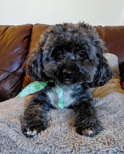 All Breed Pet Grooming