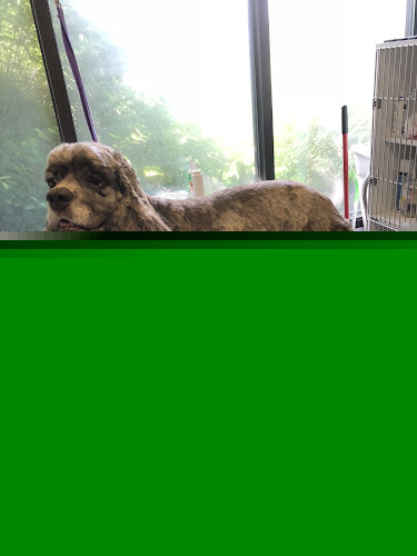 All Breed Pet Parlor