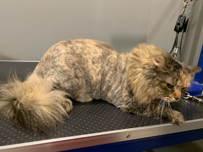 All Creatures Great & Groomed