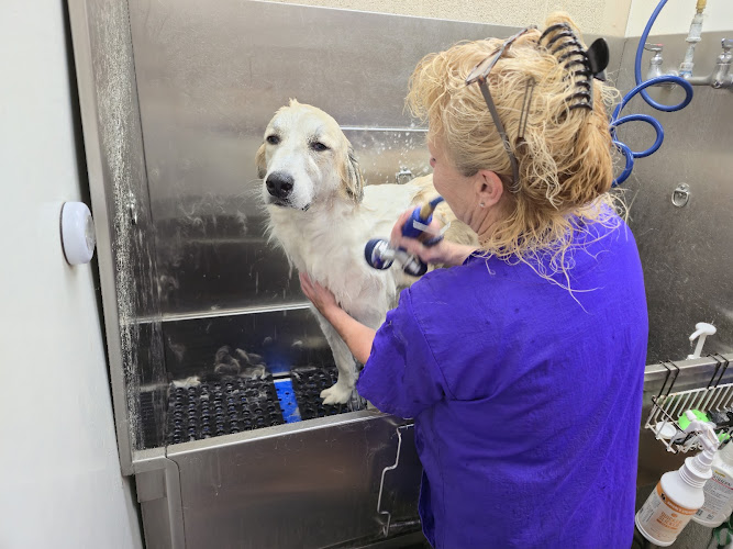 All Creatures Grooming & Wellness