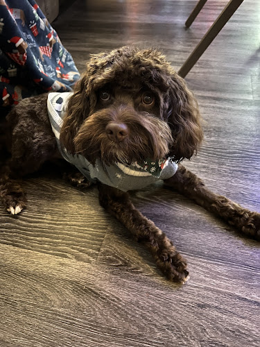 All Creatures Pet Grooming