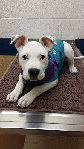 All Creatures Pet Hospital