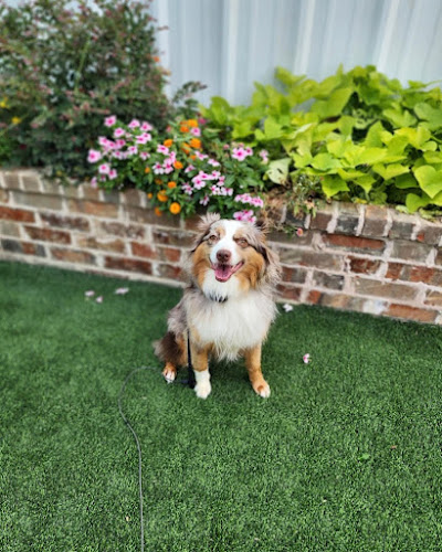 All Dogs Unleashed Dog Training Dallas