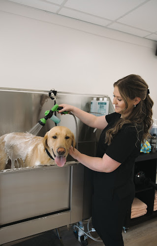 All Fluffed Up Dog Grooming