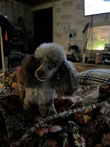 All Fur Love Grooming