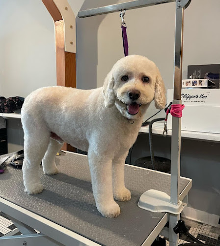 All Fur Paws Old Greenwich