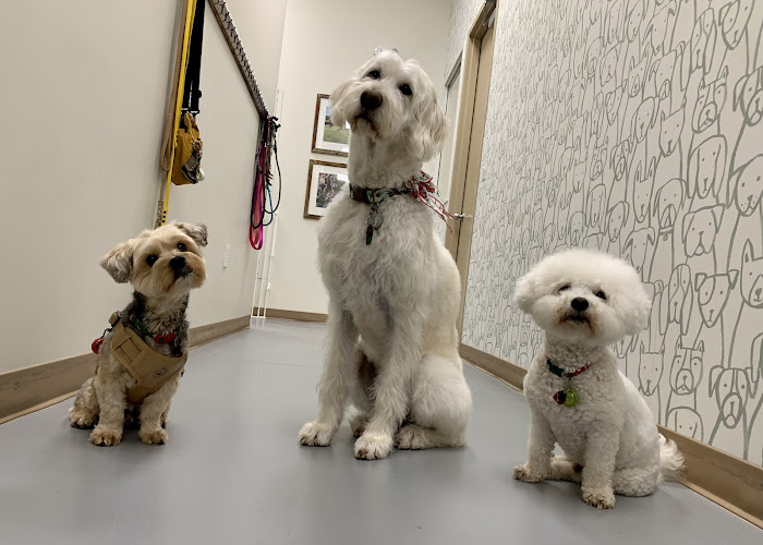 All Fur Paws Pet Market & Grooming